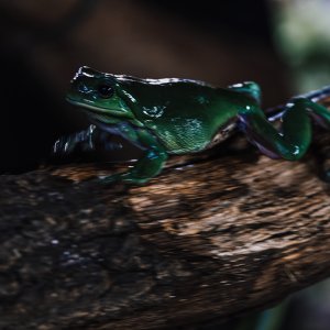 Korallenfinger Laubfrosch